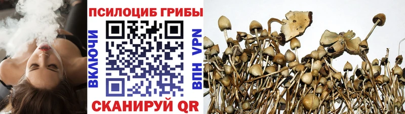 Псилоцибиновые грибы GOLDEN TEACHER где продают Грязовец